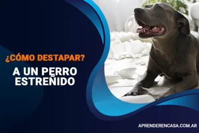 Cómo destapar a un perro estreñido
