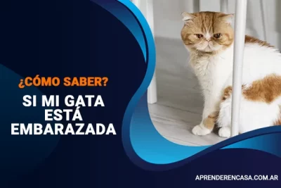 Cómo saber si mi perro tiene fiebre