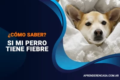 Cómo saber si mi perro tiene fiebre